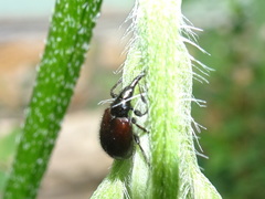 Haplorhynchites aeneus