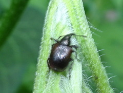 Haplorhynchites aeneus