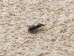 Liometopum apiculatum