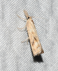 Neodactria zeellus