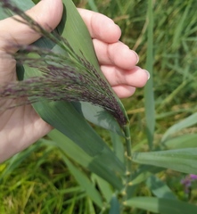 Phragmites australis