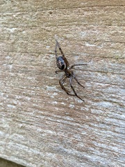 Steatoda nobilis