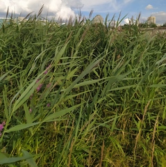 Phragmites australis