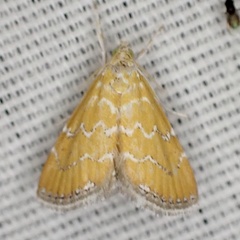 Xanthophysa psychicalis