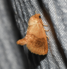 Tortricidia testacea