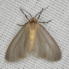 Pagara simplex