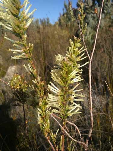 Image of Cylinder Heath (Erica cylindrica) by (c) marius, some rights reserved (CC BY)