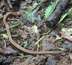 Coniophanes dromiciformis