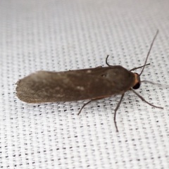 Virbia laeta