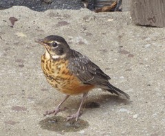 Turdus migratorius