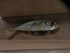 Trachurus lathami