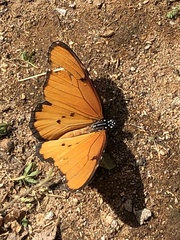 Danaus chrysippus dorippus
