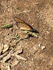 Danaus chrysippus dorippus