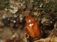 Neocrepidodera ferruginea