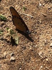 Danaus chrysippus dorippus