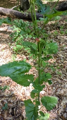 Scrophularia scopolii