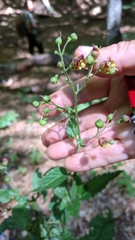 Scrophularia scopolii