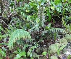 Asplenium appendiculatum appendiculatum