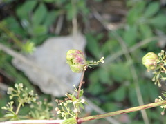 Aceria galiobia