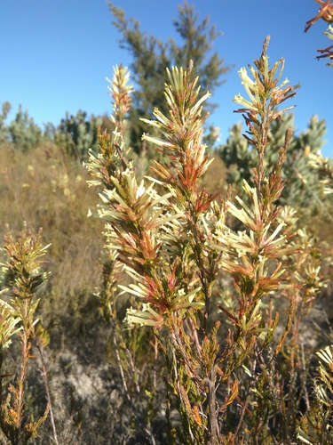 Image of Cylinder Heath (Erica cylindrica) by (c) marius, some rights reserved (CC BY)