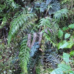 Asplenium appendiculatum