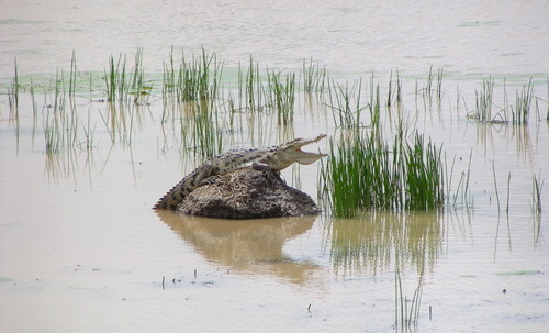 West African Crocodile