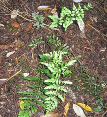 Asplenium lyallii