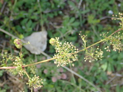Aceria galiobia