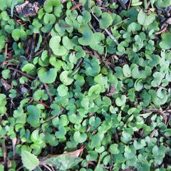 Dichondra repens