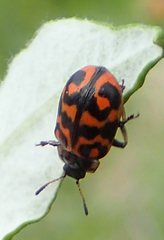 Chrysomela