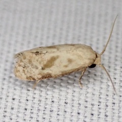 Platphalonidia magdalenae