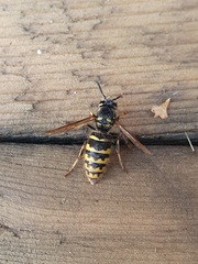 Vespula
