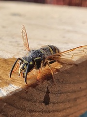 Vespula