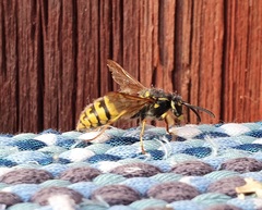 Vespula