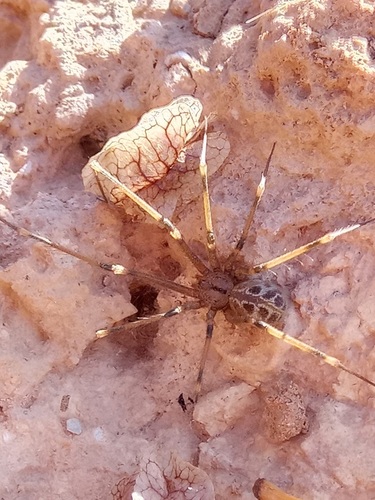 Giant Cellar Spider (Artema atlanta)