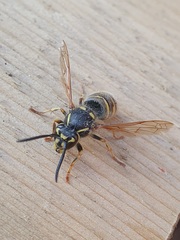 Vespula