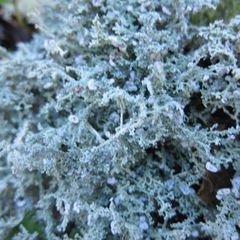 Stereocaulon corticatulum