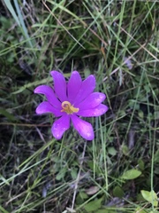 Sabatia gentianoides