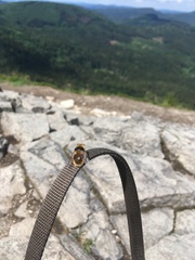 Cephenemyia stimulator