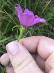 Sabatia gentianoides