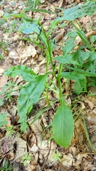 Solidago virgaurea taurica
