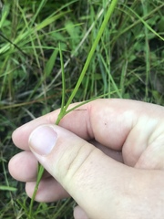 Sabatia gentianoides