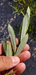 Salix pellita