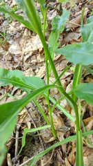 Solidago virgaurea taurica