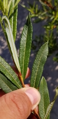 Salix pellita