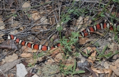 Lampropeltis zonata