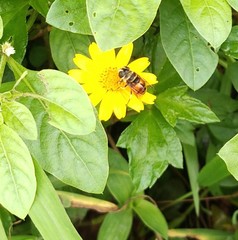 Phytomia