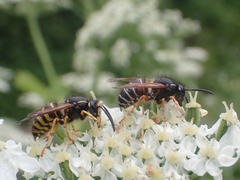 Dolichovespula albida