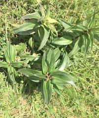 Gentiana cruciata cruciata