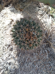 Coryphantha clavata clavata